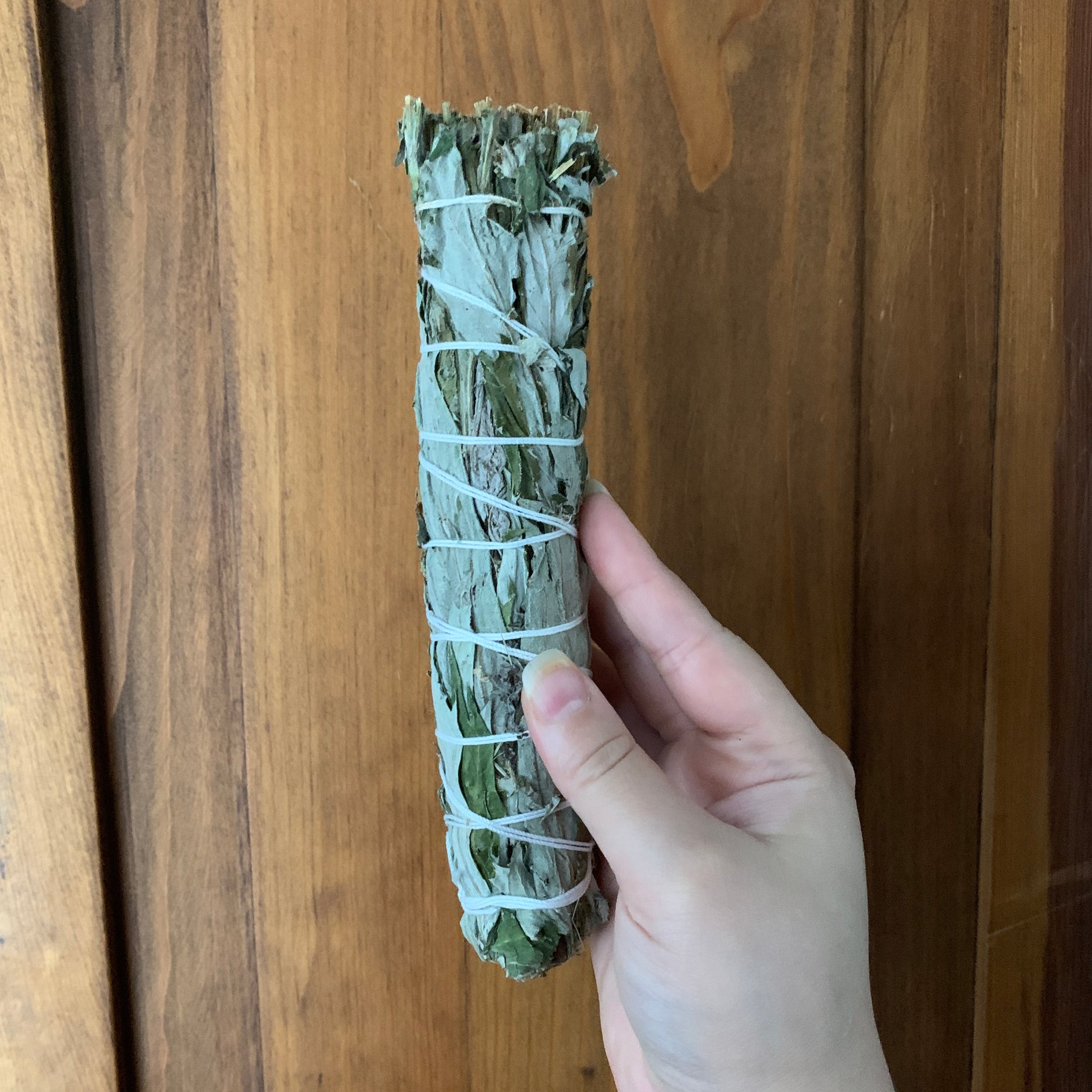 Black Sage (Mugwort)